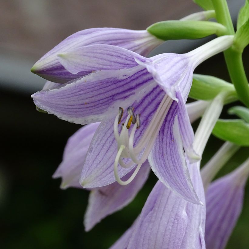 Hosta Siberian Tiger - Hartlelie (Bloei)