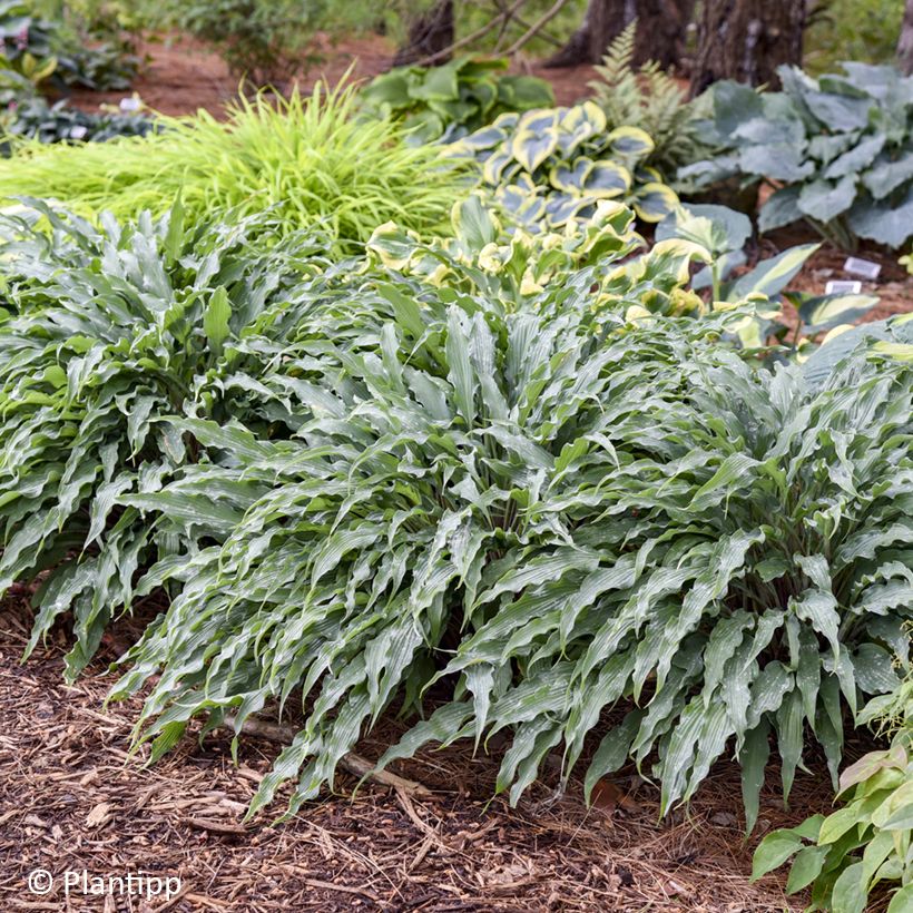 Hosta Silly String - Hartlelie (Groeiplaats)