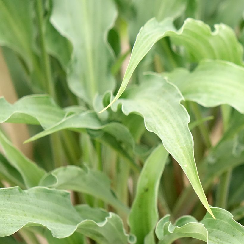 Hosta Silly String - Hartlelie (Blad)