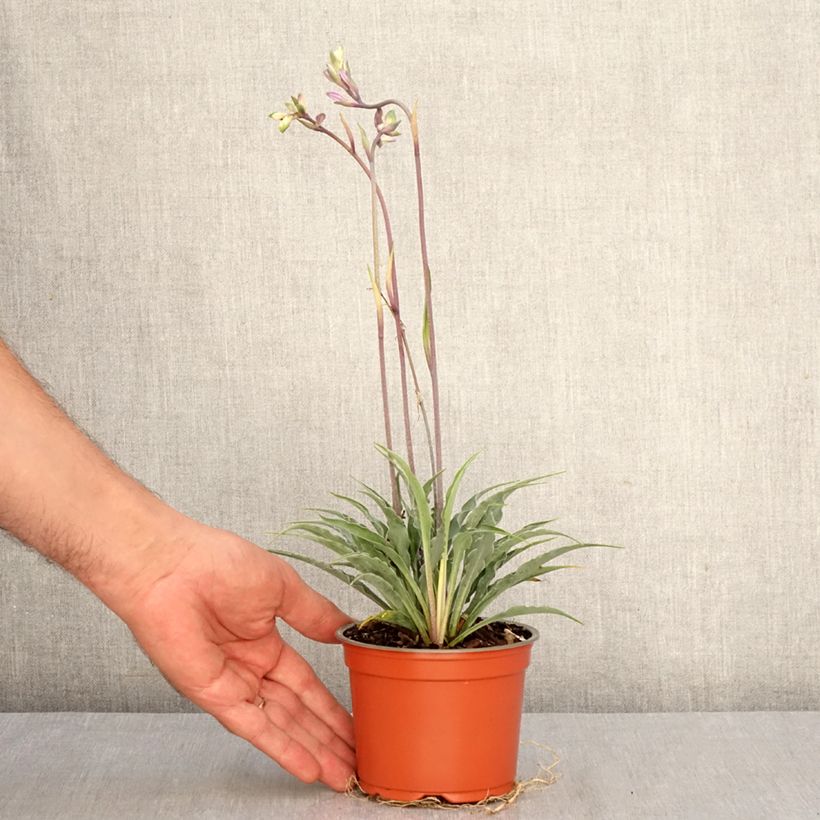 Exemplaar van Hosta Silly String - Hartlelie Pot van 12 cm / 13 cm zoals geleverd in de herfst