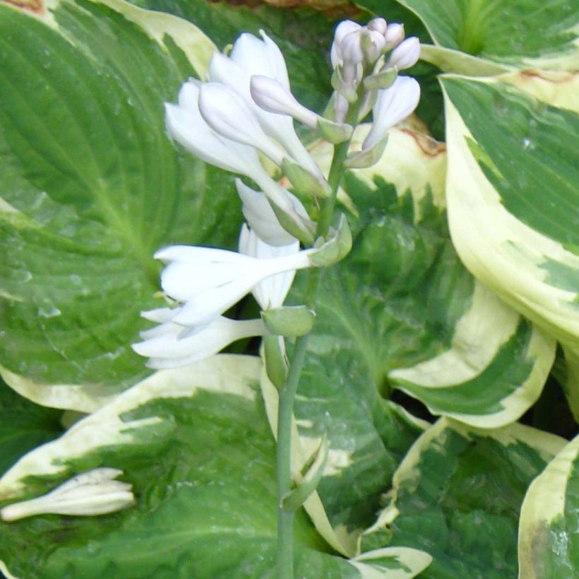Hosta Snow Cap - Hartlelie (Bloei)