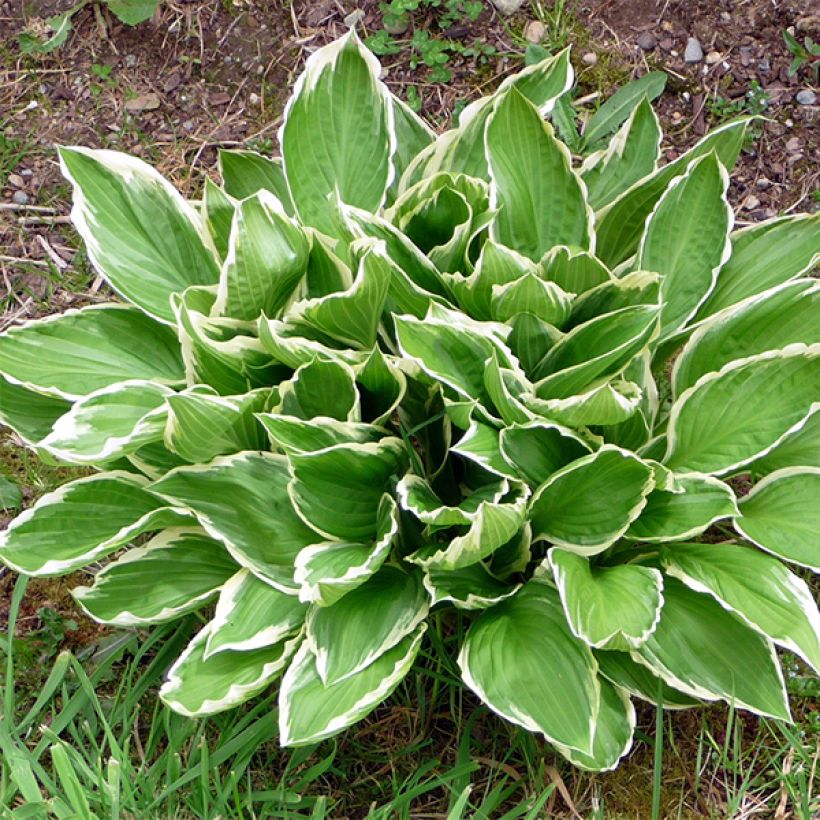 Hosta So Sweet - Hartlelie (Blad)