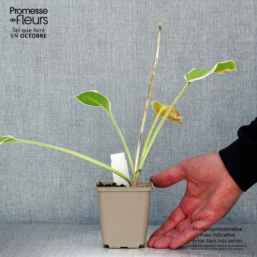 Exemplaar van Hosta So Sweet - Hartlelie Kweekpotje van 8/9 cm zoals geleverd in de herfst