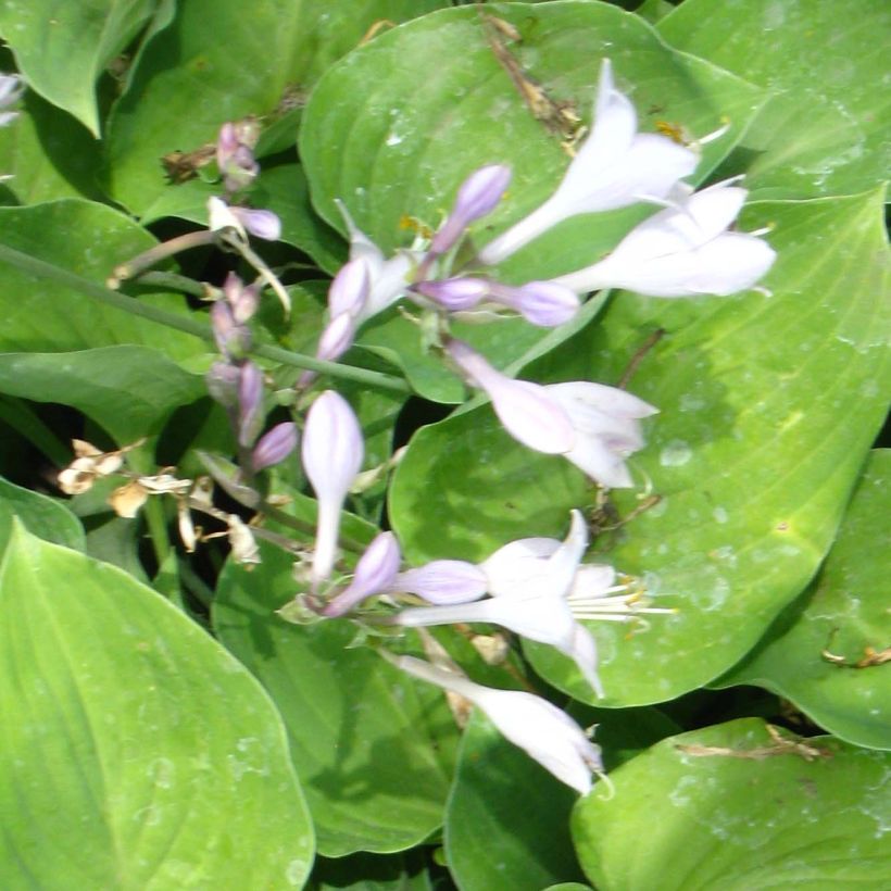 Hosta Special Gift - Hartlelie (Bloei)