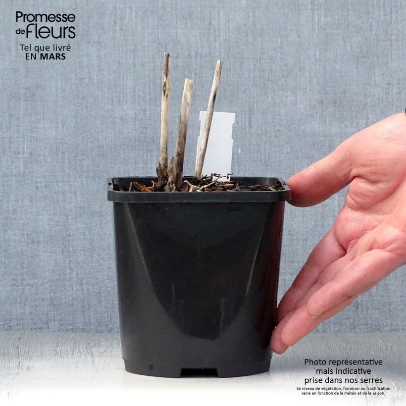 Exemplaar van Hosta Spritzer - Hartlelie Pot van 1,5 l/2 l zoals geleverd in de lente