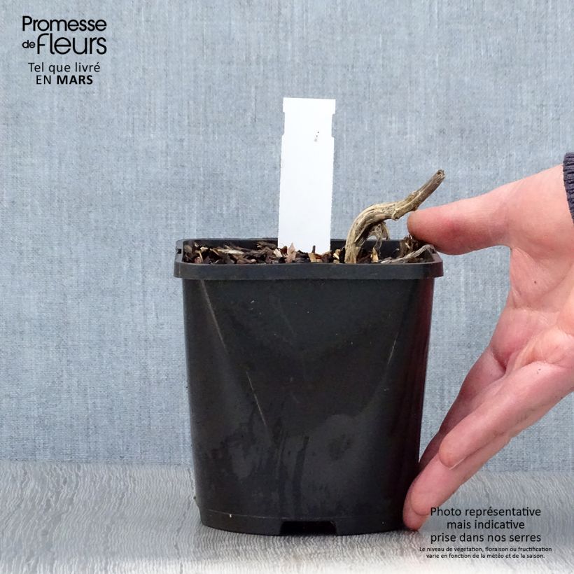 Exemplaar van Hosta Stand by Me - Hartlelie Pot van 1,5 l/2 l zoals geleverd in de lente