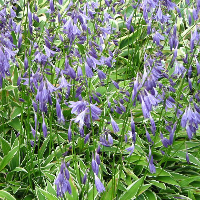 Hosta Stiletto - Hartlelie (Bloei)