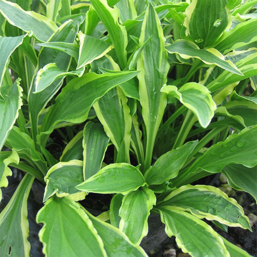 Hosta Stiletto - Hartlelie (Groeiplaats)