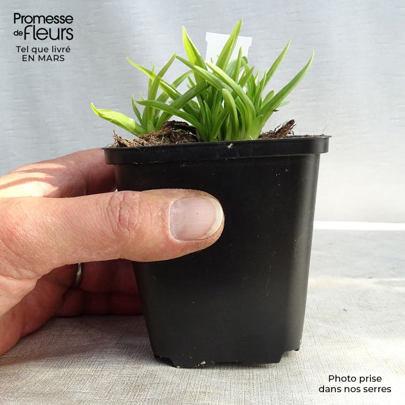 Exemplaar van Hosta Stiletto - Hartlelie Kweekpotje van 8/9 cm zoals geleverd in de lente