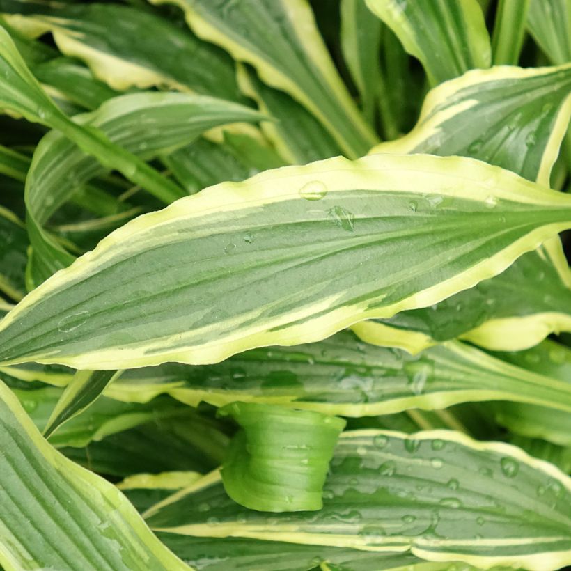 Hosta Stiletto - Hartlelie (Blad)