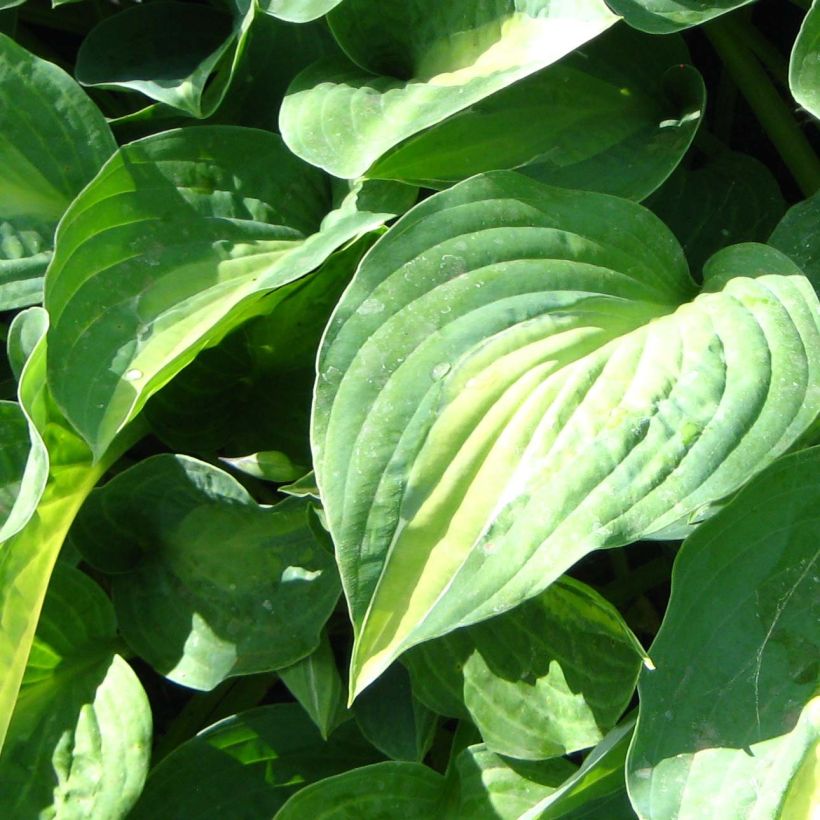 Hosta Striptease - Hartlelie (Blad)