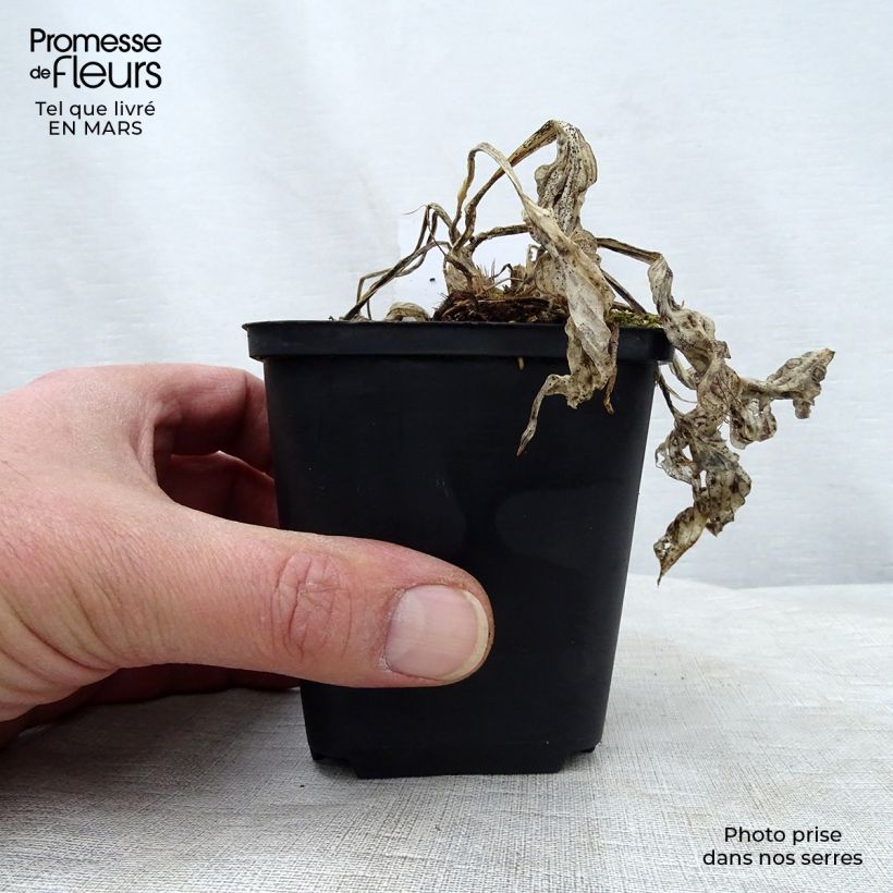 Exemplaar van Hosta Striptease - Hartlelie Kweekpotje van 8/9 cm zoals geleverd in de lente