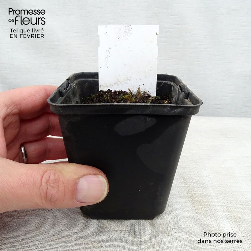 Exemplaar van Hosta Sugar Daddy - Hartlelie Kweekpotje van 8/9 cm zoals geleverd in de winter