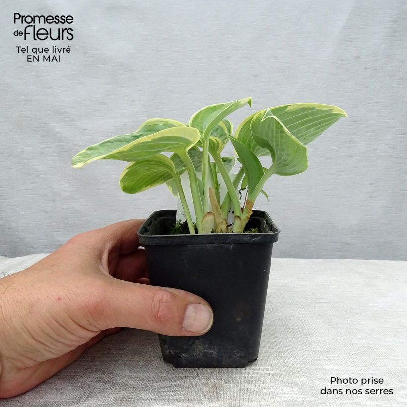 Exemplaar van Hosta Sugar Daddy - Hartlelie Kweekpotje van 8/9 cm zoals geleverd in de lente