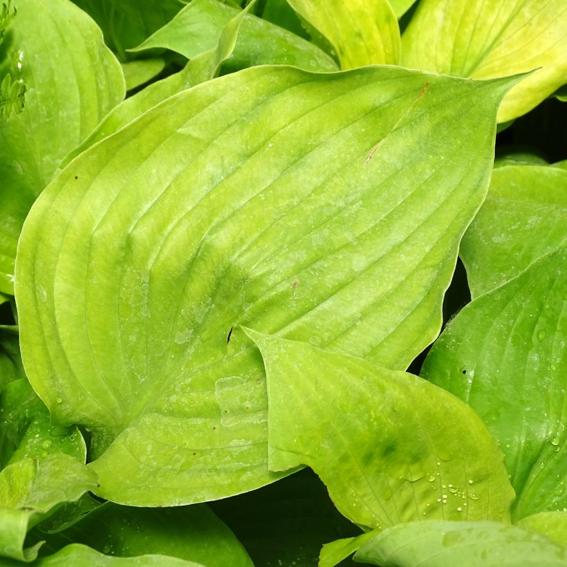 Hosta Sum and Substance - Hartlelie (Blad)