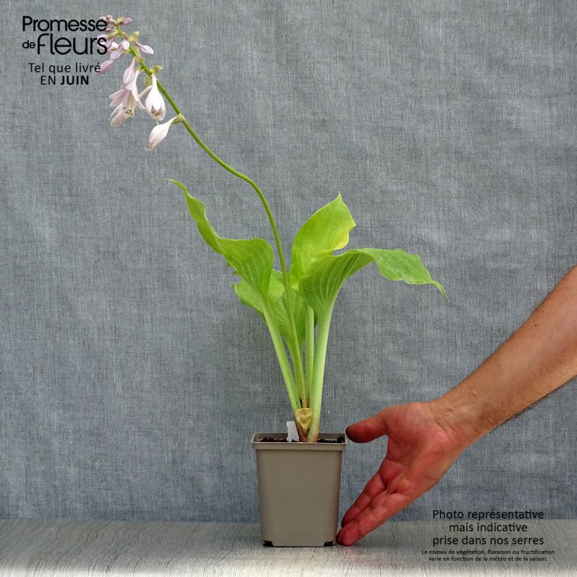 Exemplaar van Hosta Sum and Substance - Hartlelie Kweekpotje van 8/9 cm zoals geleverd in de zomer