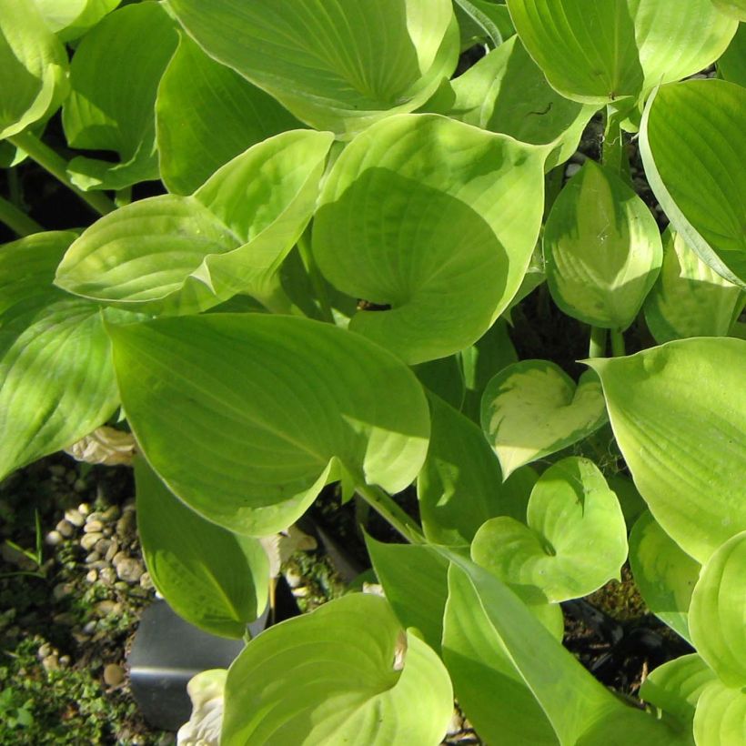 Hosta Sum of All - Hartlelie (Blad)
