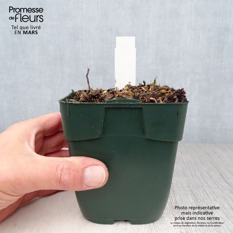 Exemplaar van Hosta Summer Breeze - Hartlelie Kweekpotje van 8/9 cm zoals geleverd in de lente