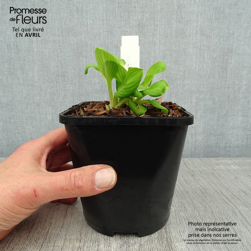 Exemplaar van Hosta Sun Mouse - Hartlelie Pot van 1,5 l/2 l zoals geleverd in de lente