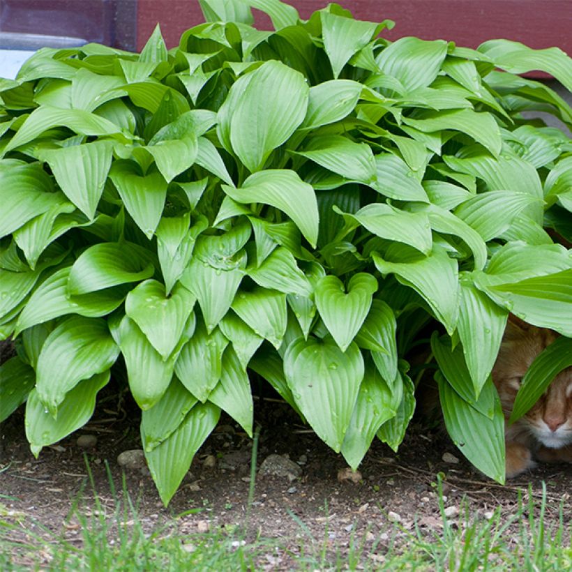 Hosta Sweet Susan - Hartlelie (Blad)