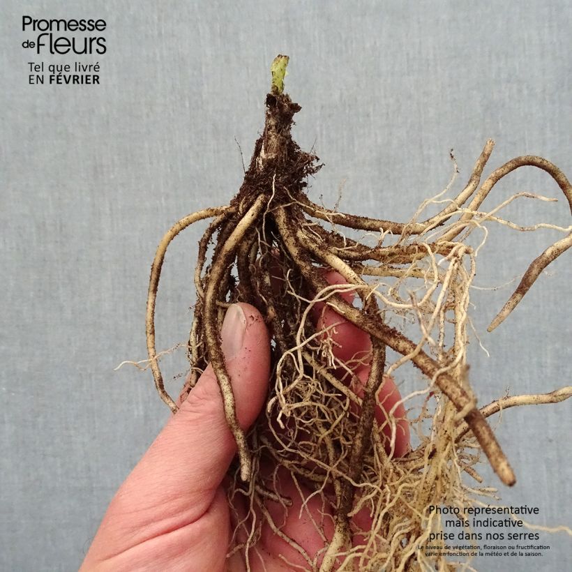 Exemplaar van Hosta T Rex - Hartlelie Naakte wortel zoals geleverd in de winter