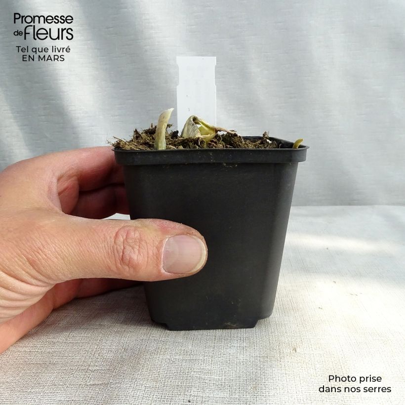 Example of Hosta The King - Hartlelie Kweekpotje van 8/9 cm as you get in printemps