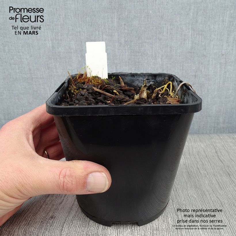 Exemplaar van Hosta The Queen - Hartlelie Pot van 1,5 l/2 l zoals geleverd in de winter