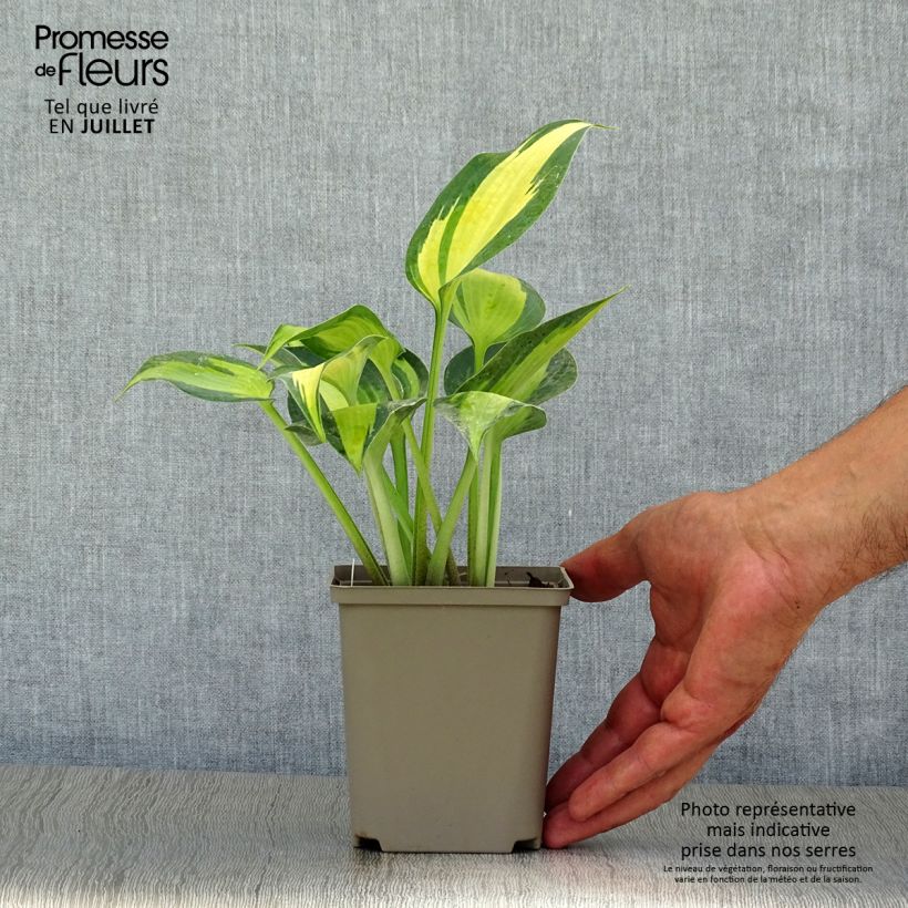 Exemplaar van Hosta Touch Of Class - Hartlelie Kweekpotje van 8/9 cm zoals geleverd in de zomer