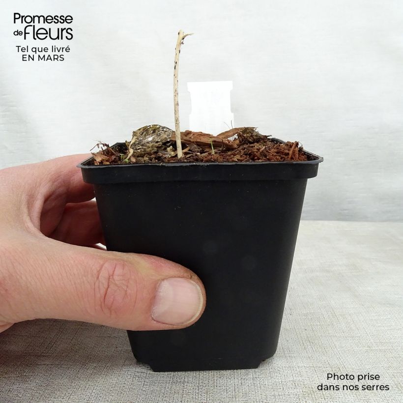 Exemplaar van Hosta Touch Of Class - Hartlelie Kweekpotje van 8/9 cm zoals geleverd in de lente