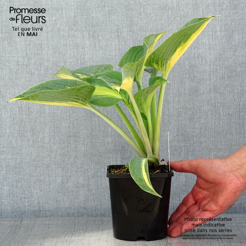 Exemplaar van Hosta Touch Of Class - Hartlelie Pot van 1,5 l/2 l zoals geleverd in de lente