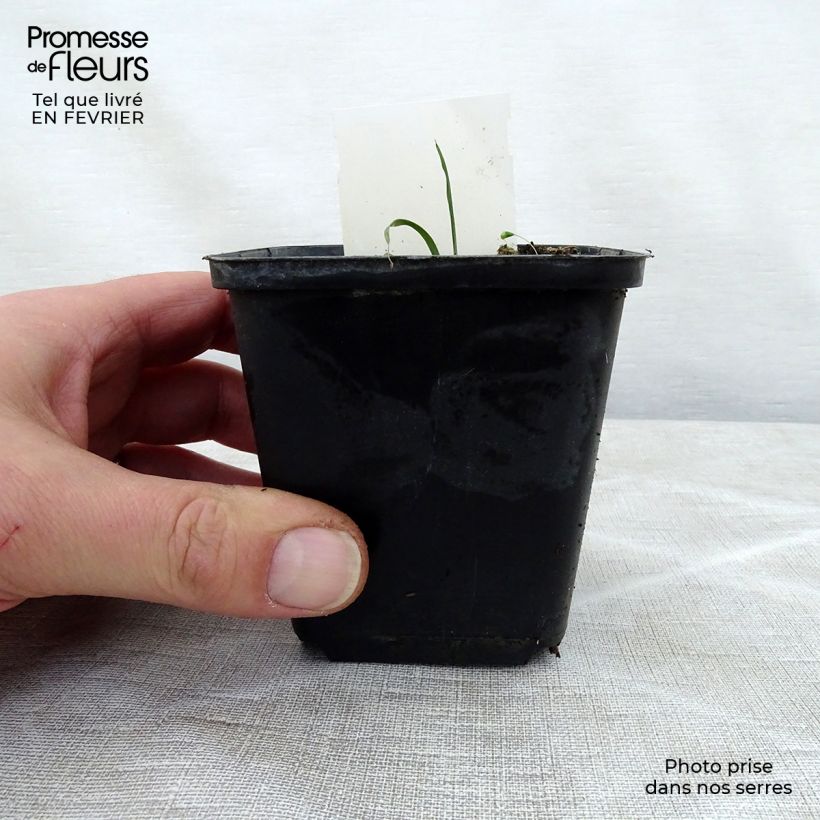 Exemplaar van Hosta True Blue - Hartlelie Kweekpotje van 8/9 cm zoals geleverd in de winter