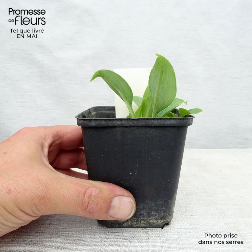 Exemplaar van Hosta True Blue - Hartlelie Kweekpotje van 8/9 cm zoals geleverd in de lente
