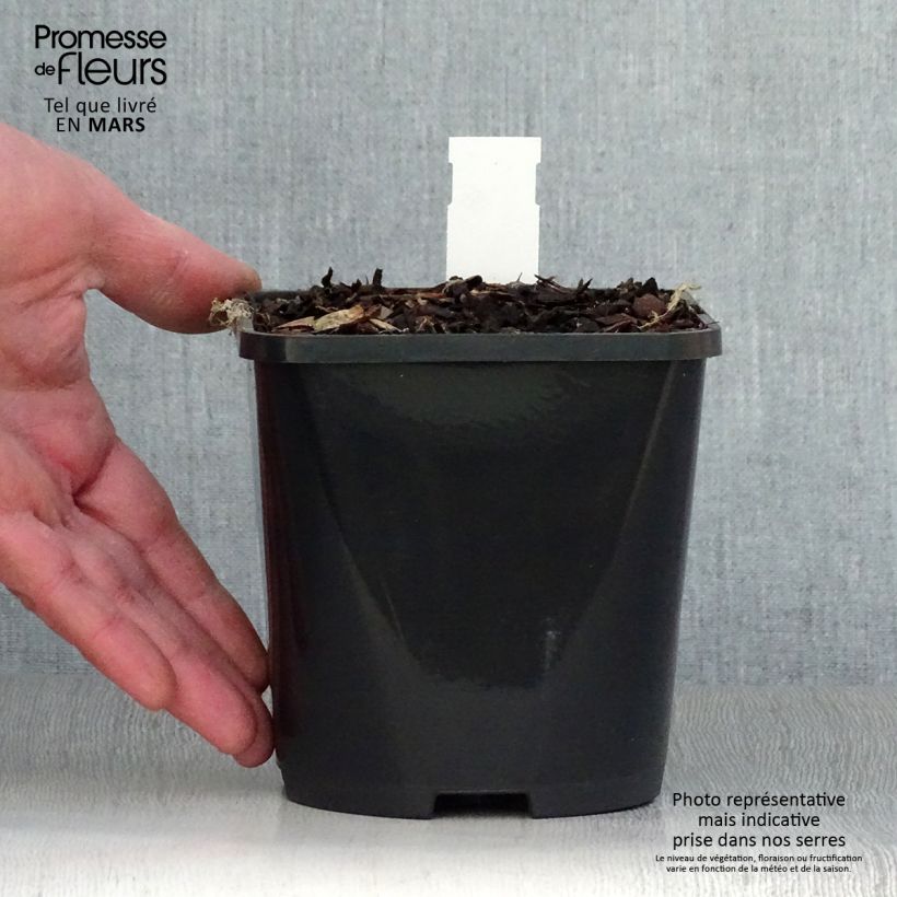 Exemplaar van Hosta Volcano Island - Hartlelie Pot van 1,5 l/2 l zoals geleverd in de lente
