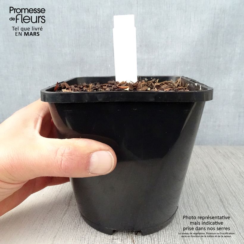 Exemplaar van Hosta Waterslide - Hartlelie Pot van 1,5 l/2 l zoals geleverd in de lente