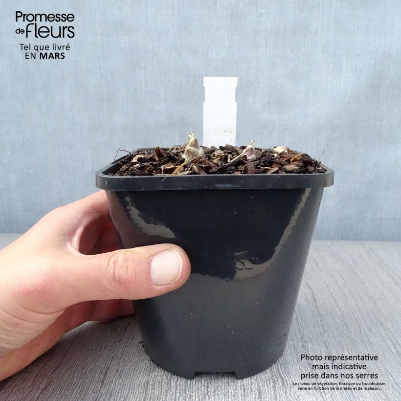 Exemplaar van Hosta Wheee! - Hartlelie Pot van 1,5 l/2 l zoals geleverd in de lente