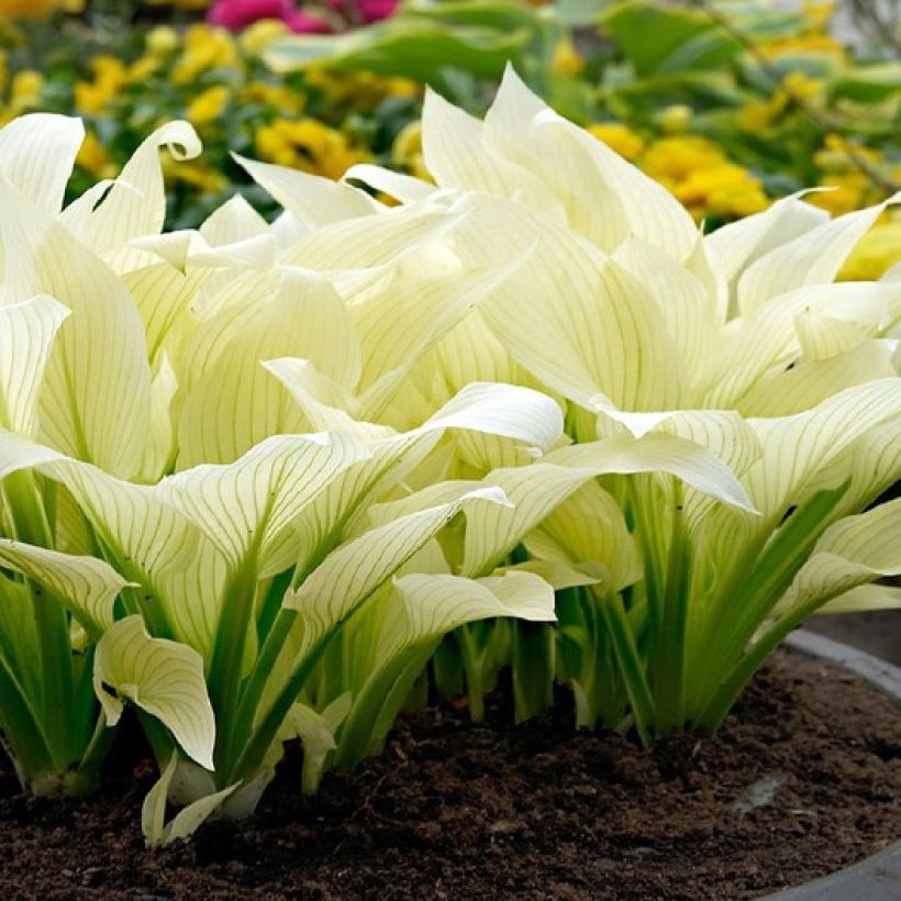 Hosta White Feather - Hartlelie (Groeiplaats)