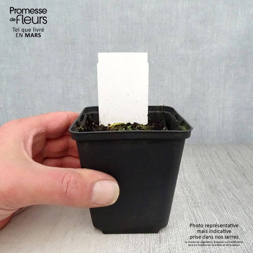 Exemplaar van Hosta White On - Hartlelie Kweekpotje van 8/9 cm zoals geleverd in de lente