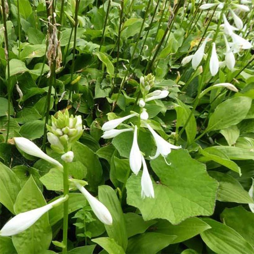 Hosta White Trumpets - Hartlelie (Bloei)