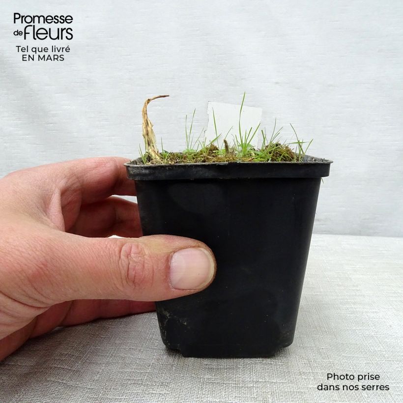 Exemplaar van Hosta White Trumpets - Hartlelie Kweekpotje van 8/9 cm zoals geleverd in de lente