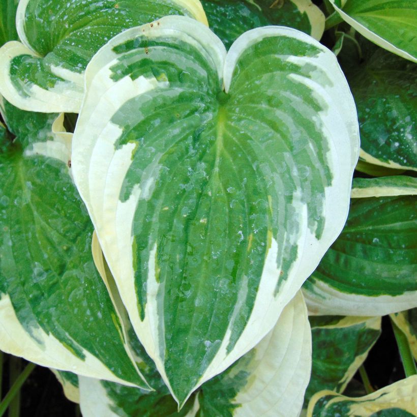 Hosta Wide Brim - Hartlelie (Blad)
