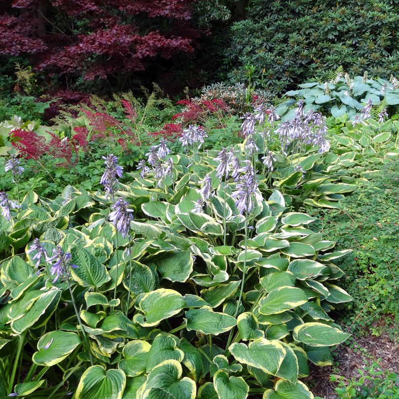 Hosta Wide Brim - Hartlelie (Groeiplaats)
