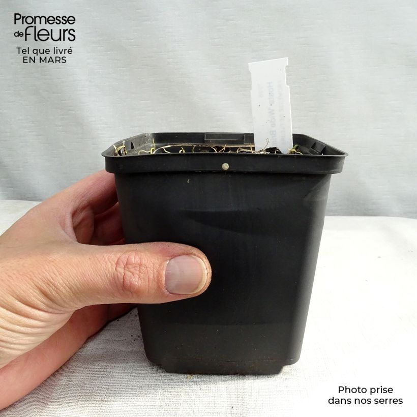 Exemplaar van Hosta Wide Brim - Hartlelie Kweekpotje van 8/9 cm zoals geleverd in de lente