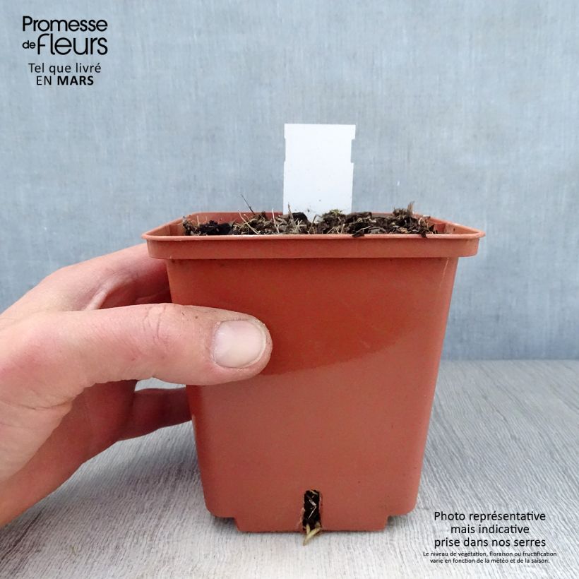 Exemplaar van Hosta Winter Snow - Hartlelie Pot van 1 l/1,5 l zoals geleverd in de lente