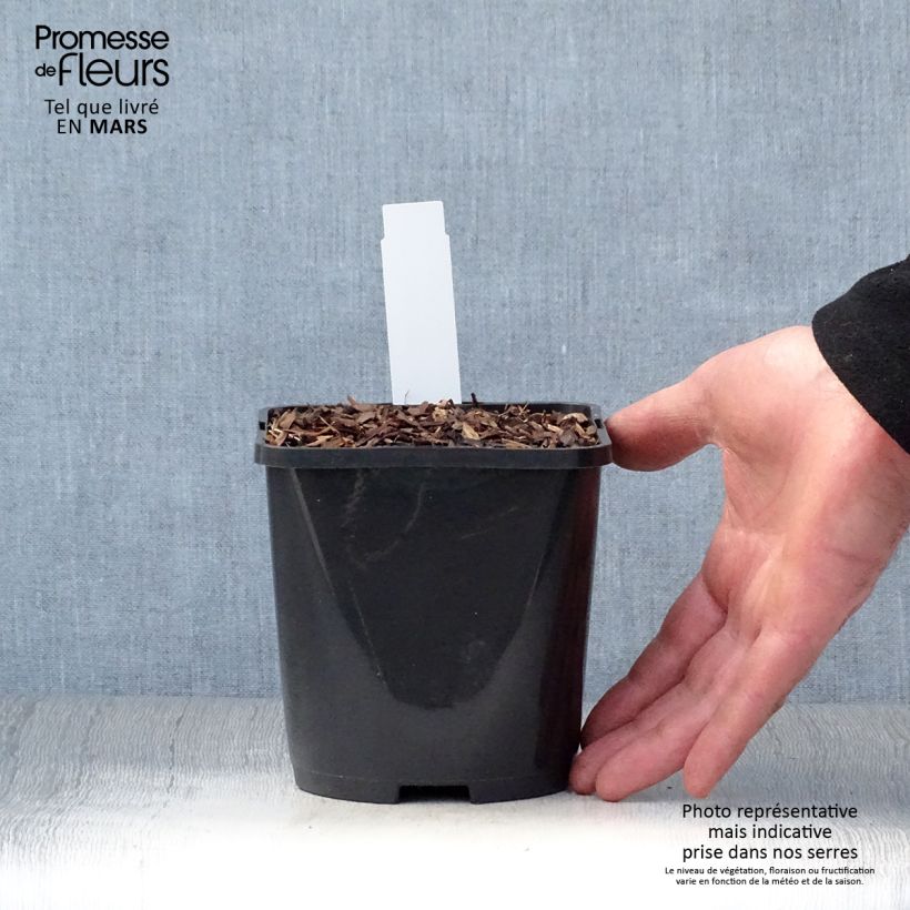 Exemplaar van Hosta Abiqua Drinking Gourd - Hartlelie Pot van 1,5 l/2 l zoals geleverd in de lente
