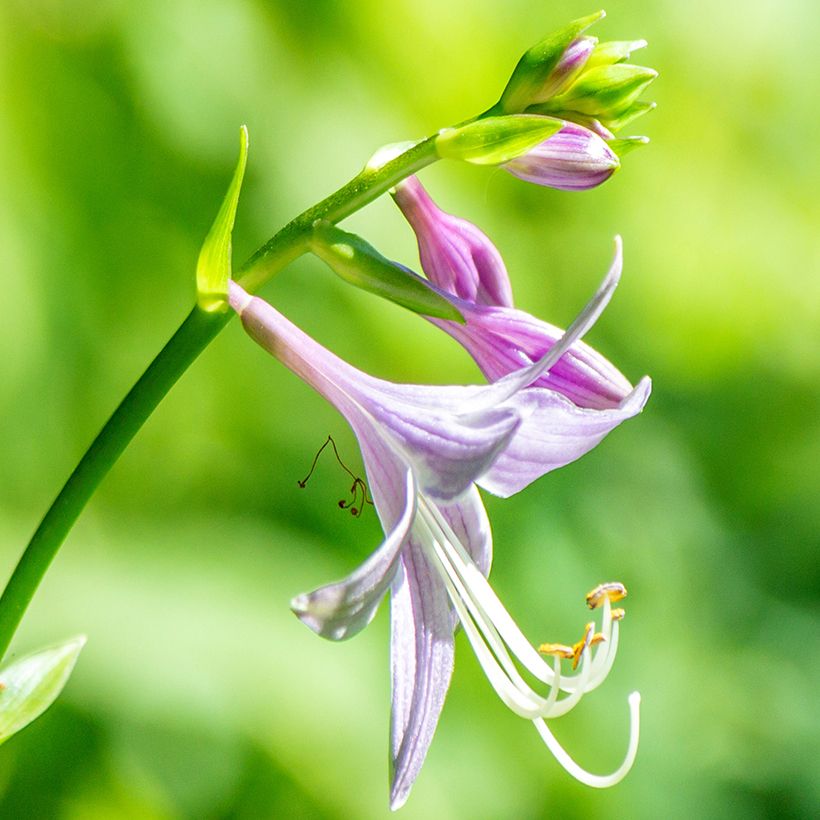 Hosta clausa var. normalis - Hartlelie (Bloei)
