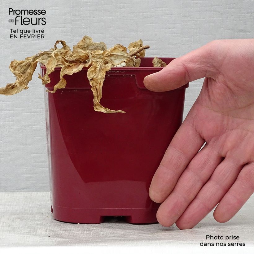 Example of Hosta Fire Island - Hartlelie Pot van 2 l/3 l as you get in hiver