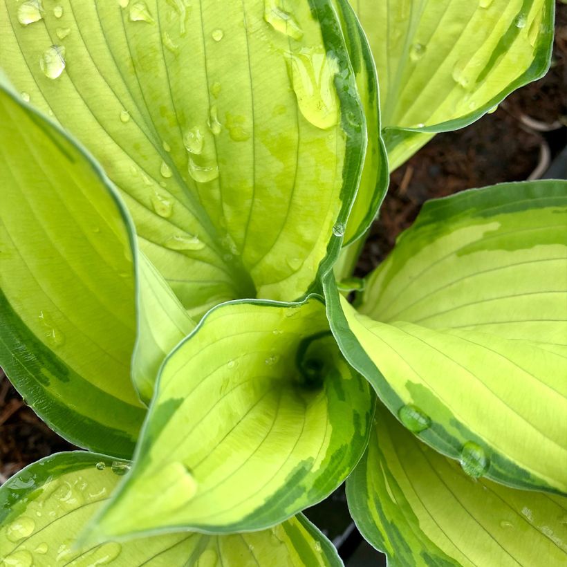 Hosta fortunei Albopicta - Hartlelie (Blad)