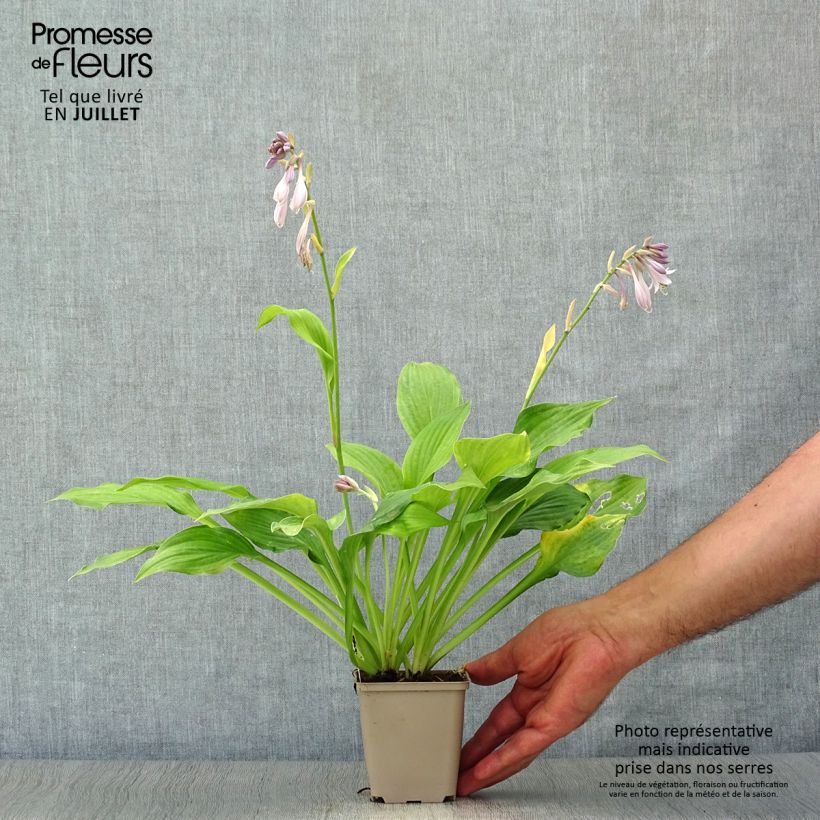 Exemplaar van Hosta fortunei Albopicta - Hartlelie Kweekpotje van 8/9 cm zoals geleverd in de zomer