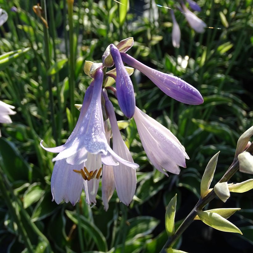 Hosta fortunei Francee - Hartlelie (Bloei)