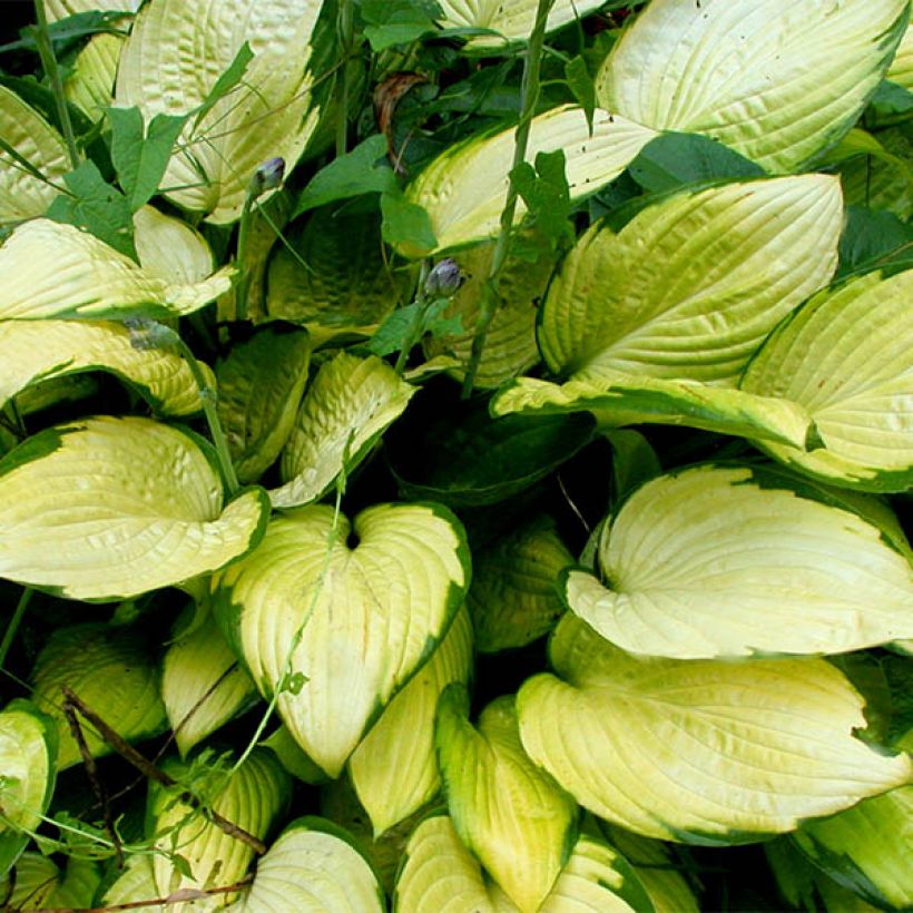 Hosta fortunei Gold Standard - Hartlelie (Blad)